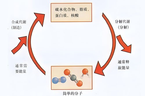 Bioglutide NA-931 Rhythm | Shaanxi BLOOM Tech Co., Ltd Bioglutide NA-931 Rhythm | Shaanxi BLOOM Tech Co., Ltd