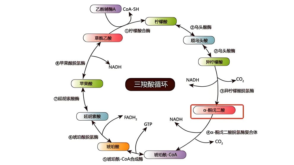 Bioglutide NA-931 Drug | Shaanxi BLOOM Tech Co., Ltd Bioglutide NA-931 Drug | Shaanxi BLOOM Tech Co., Ltd